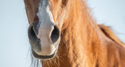 BEVA CPD course explores sino-nasal disease
